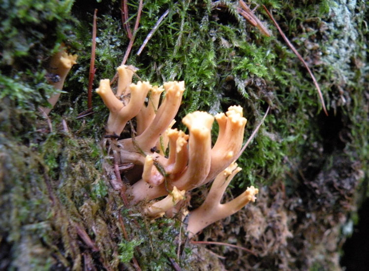 Clavulina coralloides?
